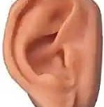 Ear Model